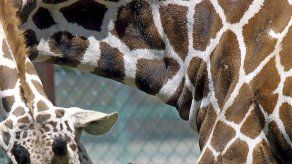 Muere jirafita por accidente en zoológico en California