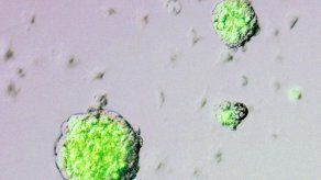 Científico que investigó sobre células STAP pide se retire artículo de Nature