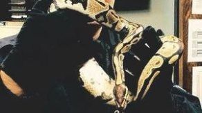 Mujer de 62 años se topa con serpiente pitón en su baño