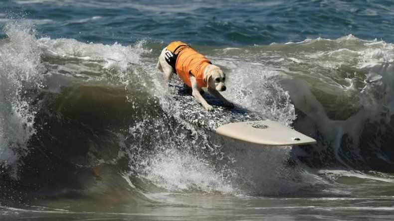 Los perros también pueden surfear