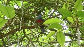 Panamá participa de conteo de aves a nivel mundial