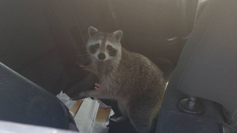 Mapache da a luz en asiento de un auto convertible