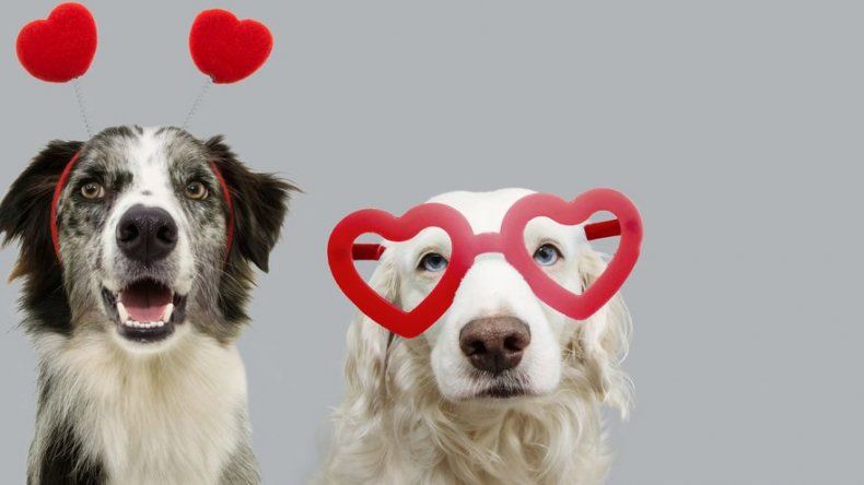 san valentin animales