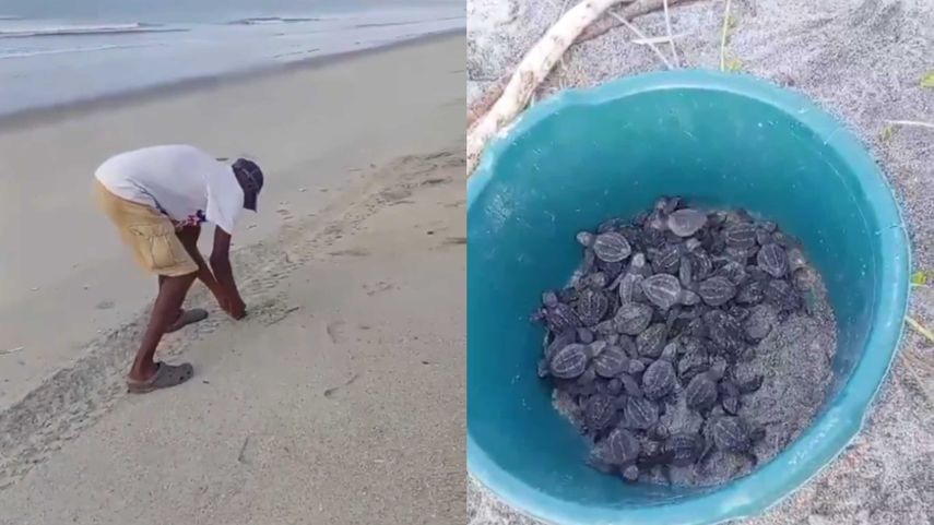 MiAmbiente informó sobre la aprehensión de un hombre que recogía tortugas recién nacidas.