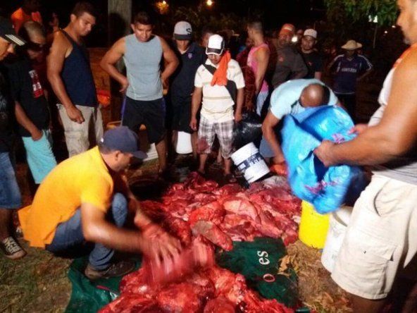 Vacas en soltura fueron atropelladas por bus de pasajeros en Chame