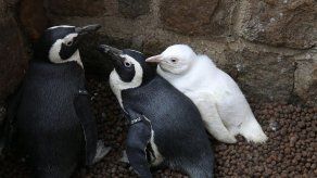 Presentan un insólito pingüino albino en un zoo de Polonia
