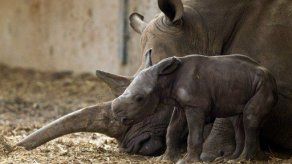 Nacimiento de un rinoceronte de sumatra da esperanzas a especies