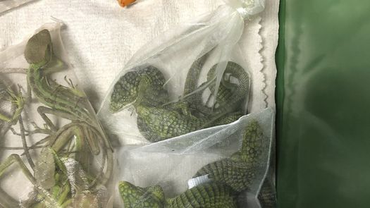 Los animales contrabandeados valían alrededor de 739,000 dólares, calcularon las autoridades.
