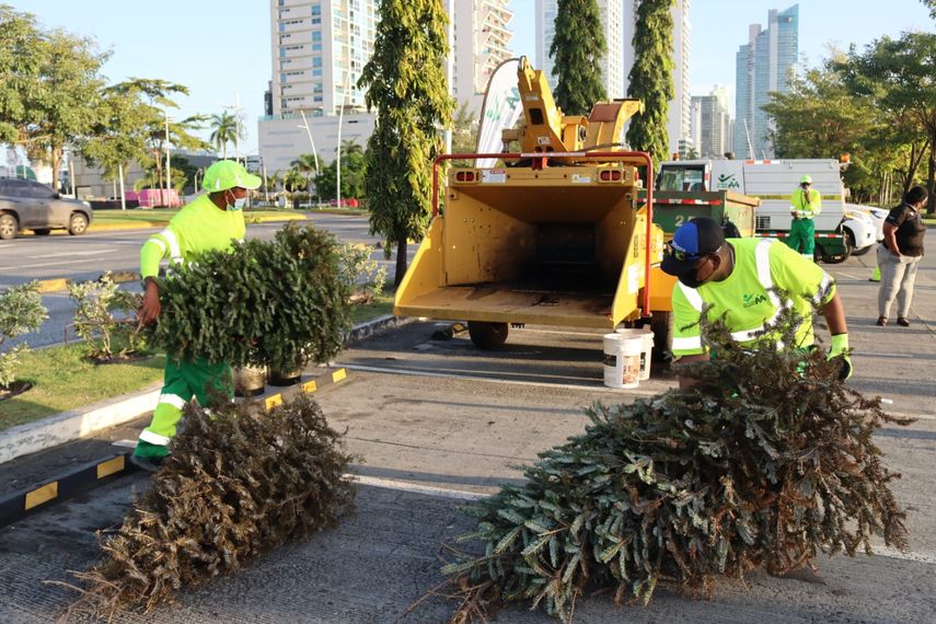 Árbol de Navidad y cajas de cartón de regalos serán recibidos para reciclar