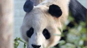 Un panda se electrocuta en zoológico de Gran Bretaña