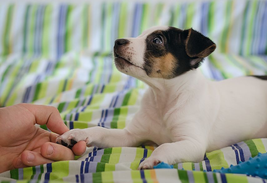 Expertos aseguran que las personas contagiadas deben evitar el contacto con los animales.