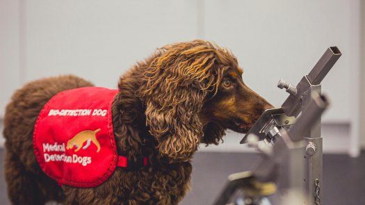 En el estudio, los perros -cuatro Labradores, un Golden Retriever y un Working Cocker Spaniel- olfateaban muestras en un sistema de soportes que requería una decisión de sí o no en cada caso.