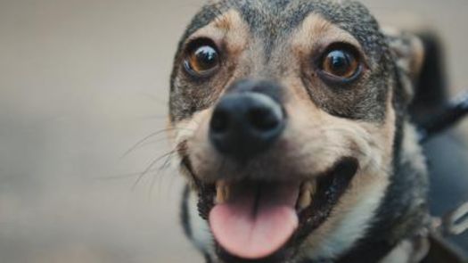 Alcaldía de Panamá realiza el AdoptaFest 