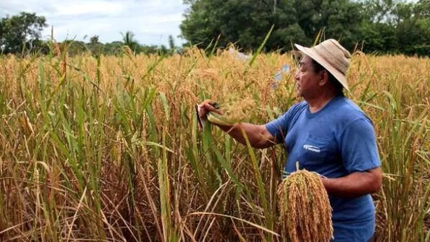 El Mida Inicia Los Pagos Del Ciclo Agrícola 2023 2024 2102