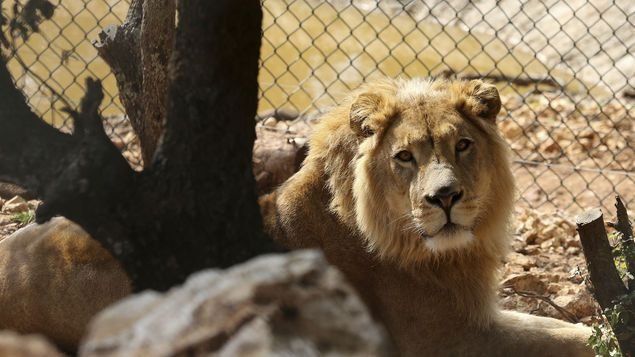 Se fugan dos leones, tigres y un jaguar de un zoológico de Alemania