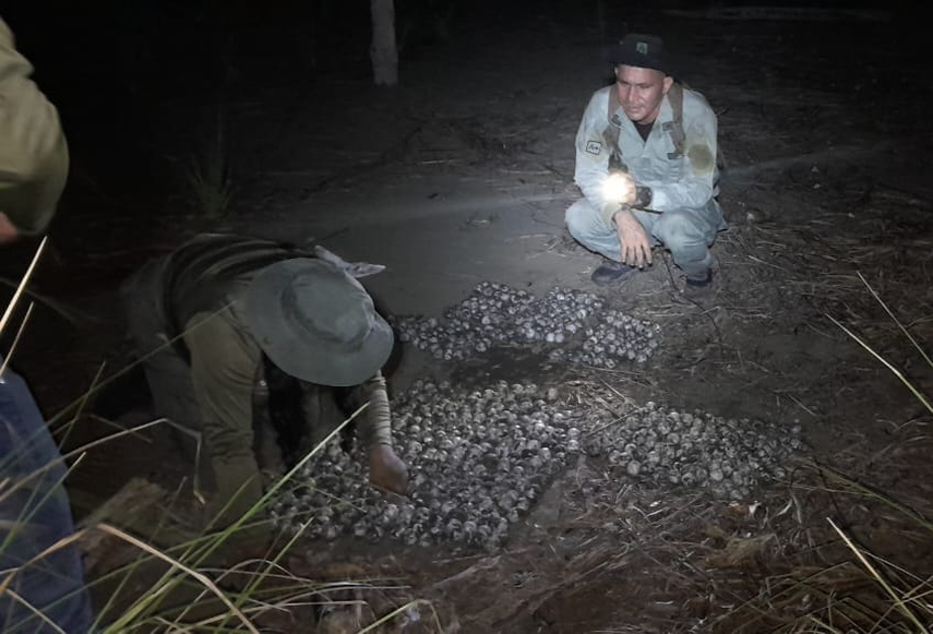 Sorprenden a un hombre con 650 huevos de tortuga