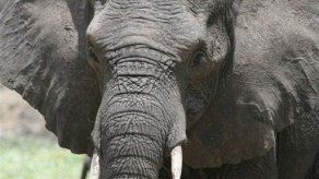 Animales con inquietudes artísticas