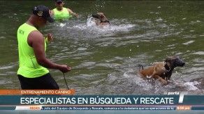 Realizan entrenamiento de canes postulantes a auxiliares de la Policía Nacional Realizan entrenamiento de canes postulantes a auxiliares de la Policía Nacional