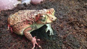 Envían a Puerto Rico renacuajos de sapo en riesgo