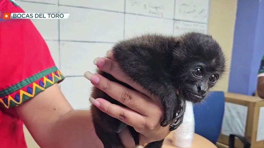 Está especie estaban siendo comercializados ilegalmente. Está especie estaban siendo comercializados ilegalmente.