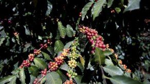 Autoridades agropecuarias de Panamá en alerta por plagas de café Autoridades agropecuarias de Panamá en alerta por plagas de café