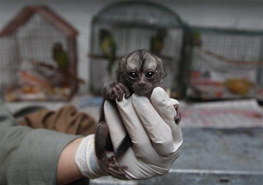 Recuperan mono en vía de extinción