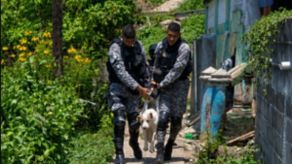 Perrito herido en balacera en San Miguelito