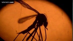 Primera muerte vinculada a zika en Puerto Rico