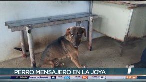 Detectan perro mensajero en La Joya