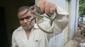 Un gurú indio enseña a salvar a las serpientes en vez de matarlas