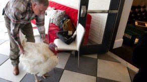 Cerca de 300 afectados por un brote de salmonella en EE.UU.