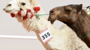 A la caza del bótox en un concurso de belleza de camellos