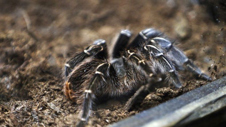 Zoo de Nueva Orleans inaugura Criaturas de la Noche
