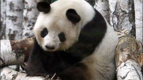 Encuentran en España los fósiles más antiguos de la familia de los panda