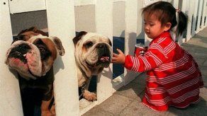 Perro mata a niño de 10 años en México