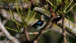 Fotografía de un pájaro tangara capuchidorada (stilpnia larvata) tomada desde el Canopy Tower, en el Parque Soberanía de Ciudad de Panamá.