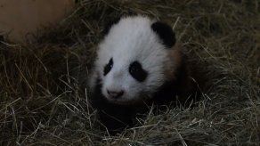 El bebé panda del zoo de Viena