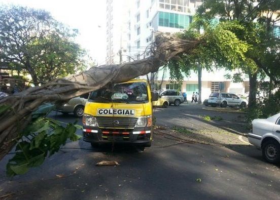 Árbol cae sobre un busito colegial en la Ave. Federico Boyd