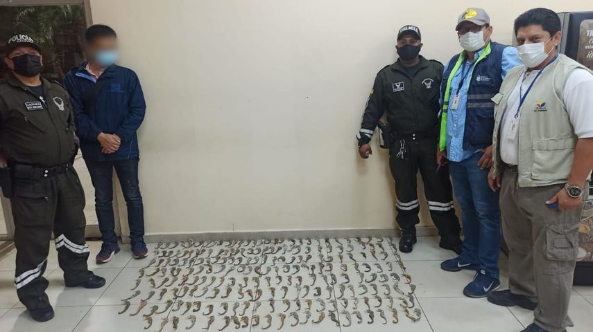 La ley ecuatoriana sanciona con penas de uno a tres años de cárcel los delitos contra la flora y fauna silvestres