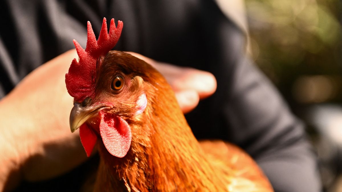 Alquiler de gallinas se populariza en EE. UU.