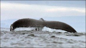 Surfista australiano tiene encuentro cercano con ballena