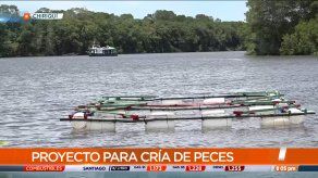 Pescadores en Chiriquí apuestan por un proyecto de cultivo de peces que va de la mano con el cuidado del ecosistema