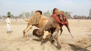 ¿Cultura o crueldad? Las peleas de camellos persisten en Pakistán