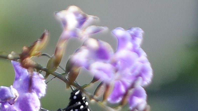 Ecologistas de EEUU piden protección de mariposa Monarca