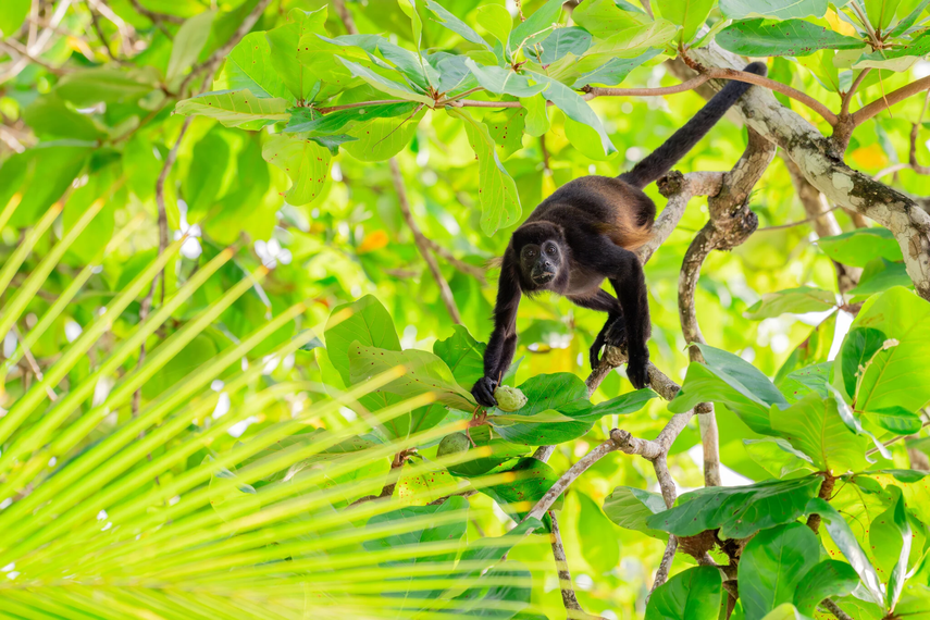 The New York Times resalta la fauna y riqueza natural de Panamá.