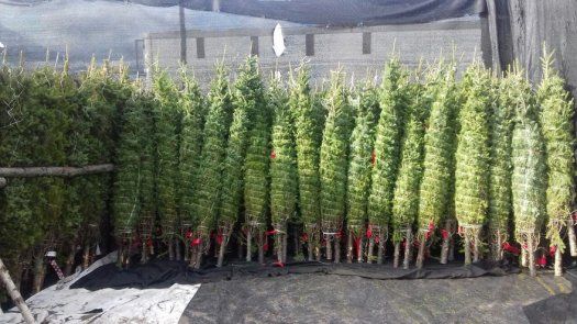MIDA inicia operativo de verificación de arbolitos de navidad