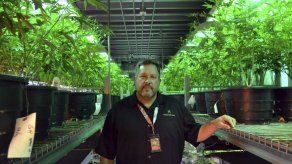 Anuncio de Sessions genera temores en sector de la marihuana