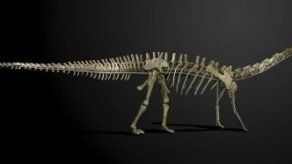 Un esqueleto gigante de dinosaurio saldrá a subasta en el Reino Unido