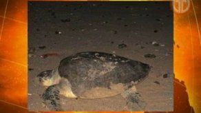 Panamá es un refugio natural de tortugas
