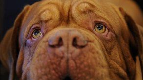 Animales también experimentan depresión del fin de las vacaciones